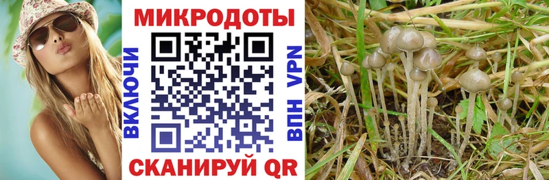 Галлюциногенные грибы Psilocybe  hydra ссылки  Кадников 